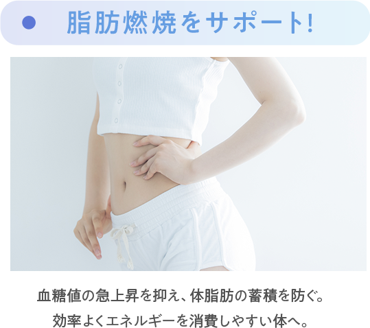 脂肪燃焼をサポート