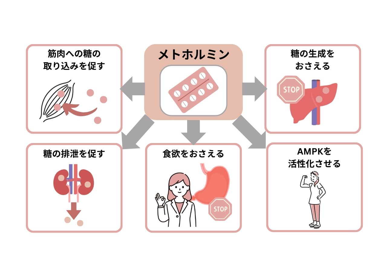 医師は減量のためにメトホルミンを処方しますか?